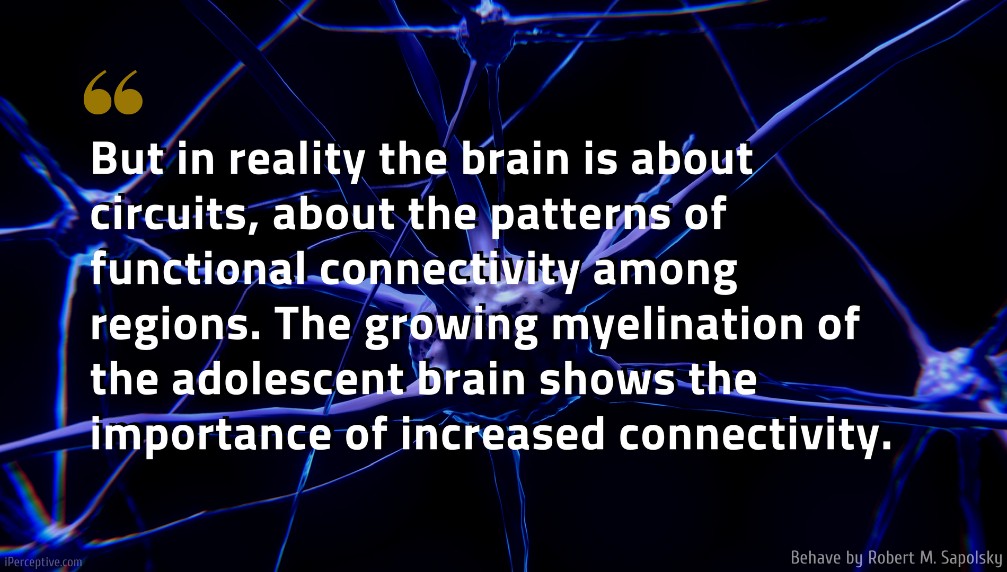 Robert M. Sapolsky Quote: But in reality the brain is about circuits, about the patterns of functional connectivity among regions. The growing myelination of the adolescent brain shows the importance of increased connectivity.