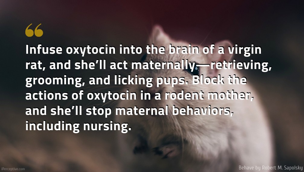 Robert M. Sapolsky Quote: Infuse oxytocin into the brain of a virgin rat, and she’ll act maternally—retrieving, grooming, and licking pups. Block the actions of oxytocin in a rodent mother, and she’ll stop maternal behaviors, including nursing.