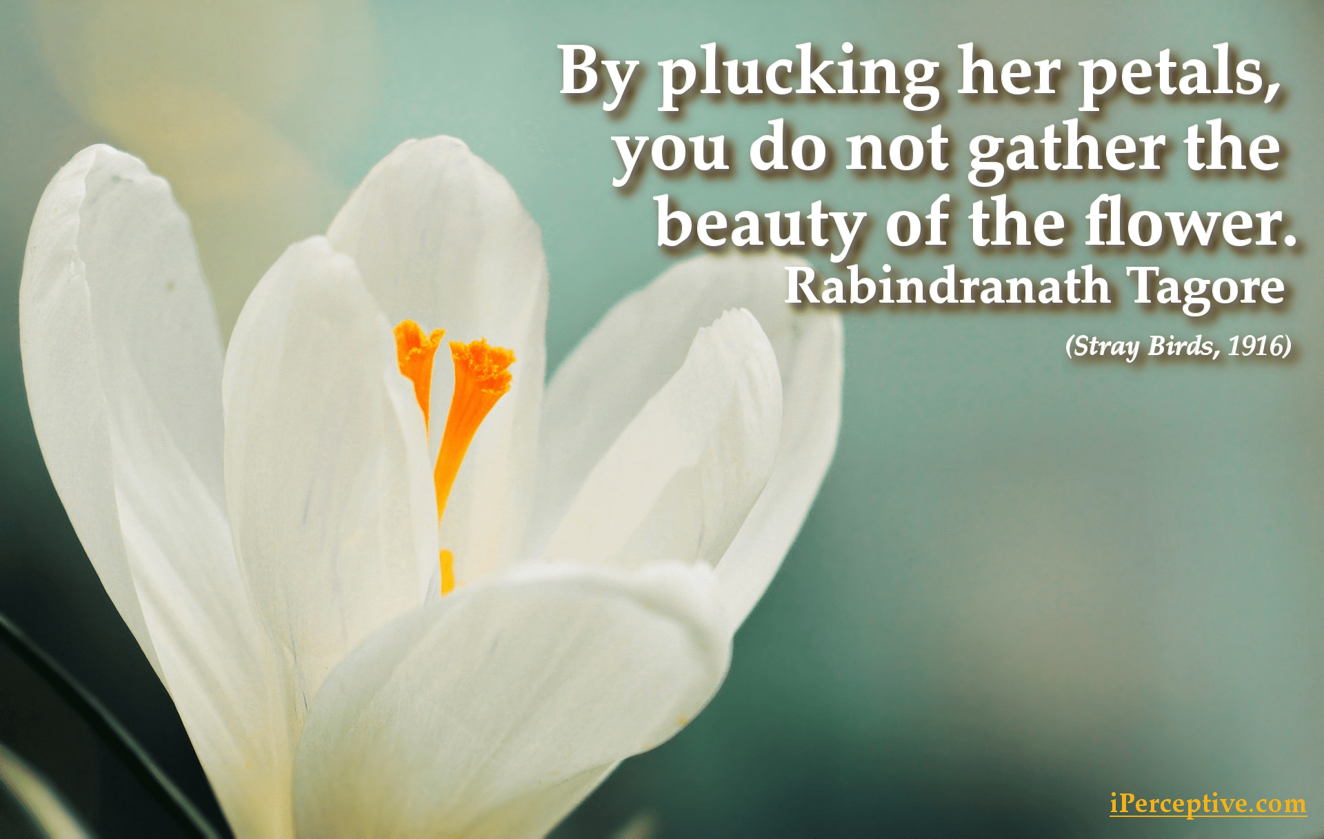 Rabindranath Tagore Quote: By plucking her petals you do not...